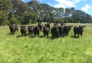 Raff Angus cattle